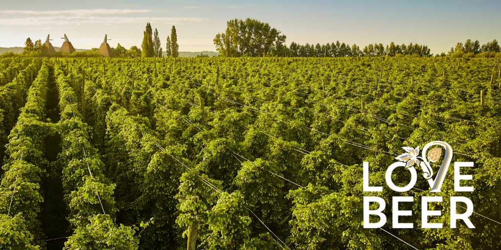 Love Beer - hops image