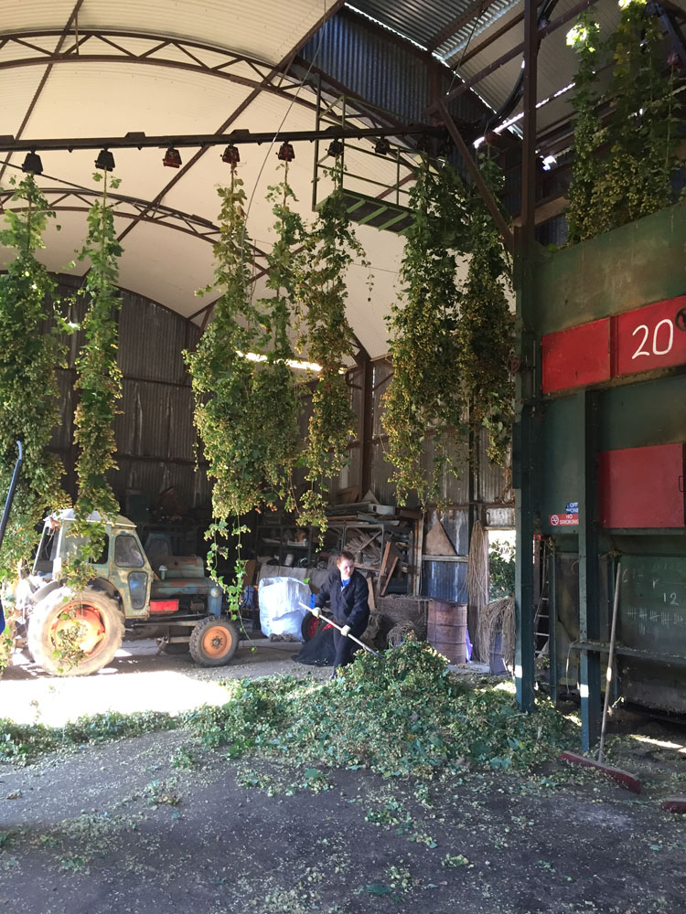 Shepherd Neame Brewers Inspect Hop Harvest 2016