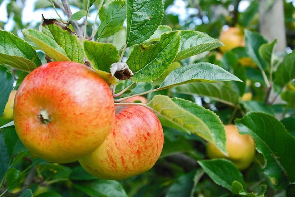 Ales and Apples