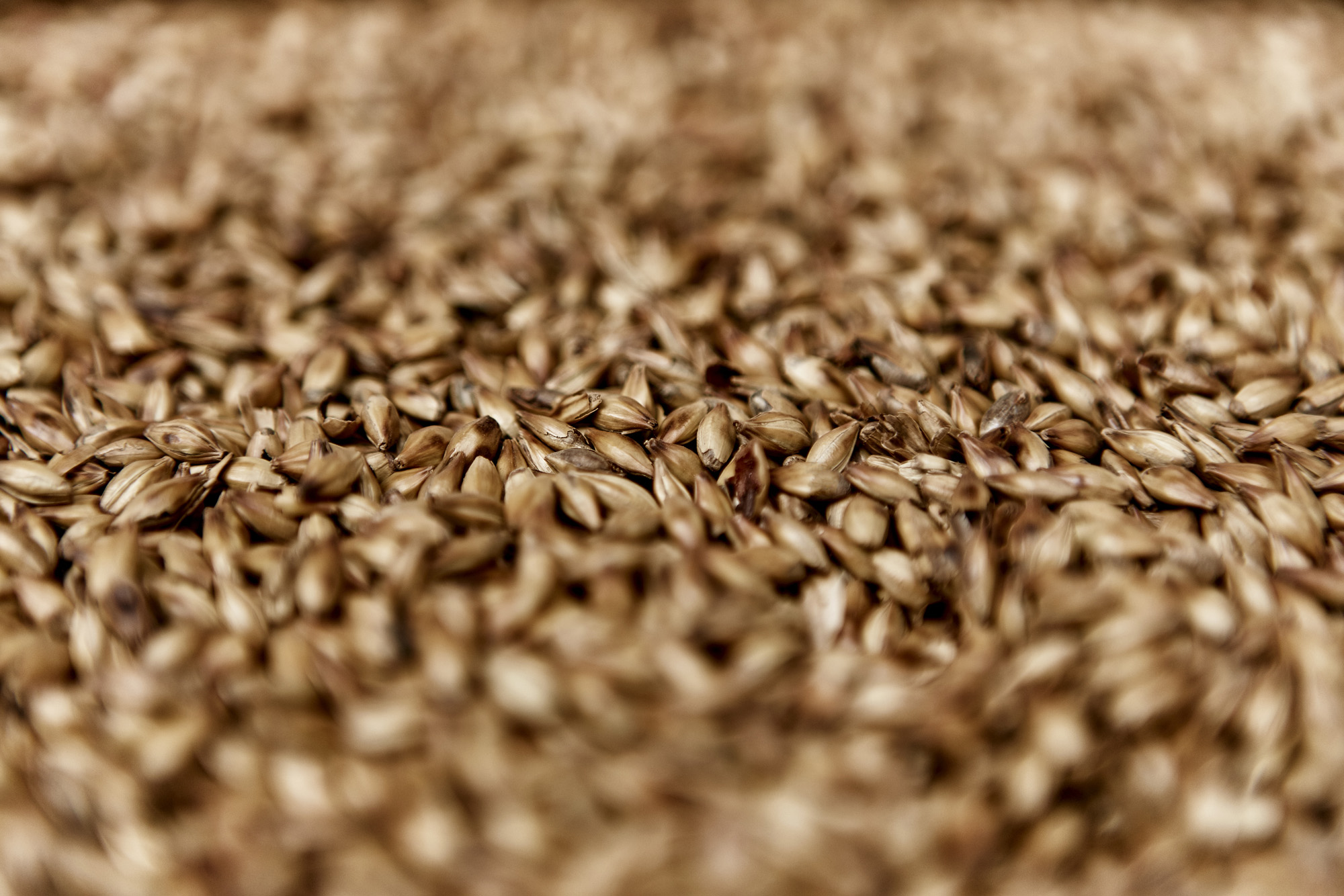 Shepherd Neame Traditional Ingredients - Barley