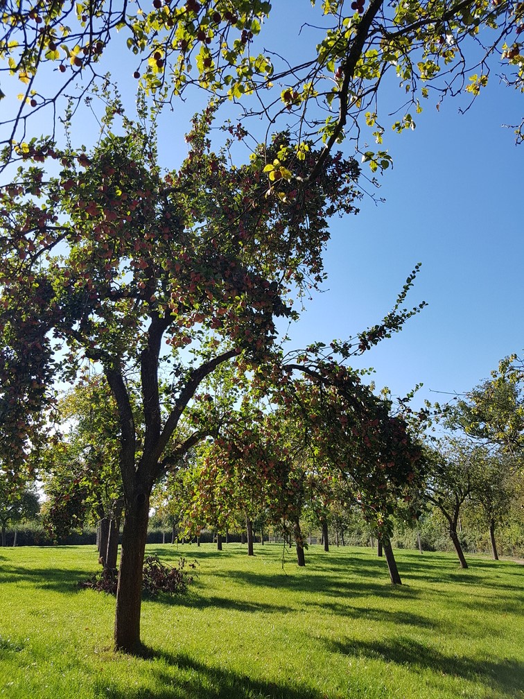 The orchards at Somerset's oldest cidermaker, Sheppy's