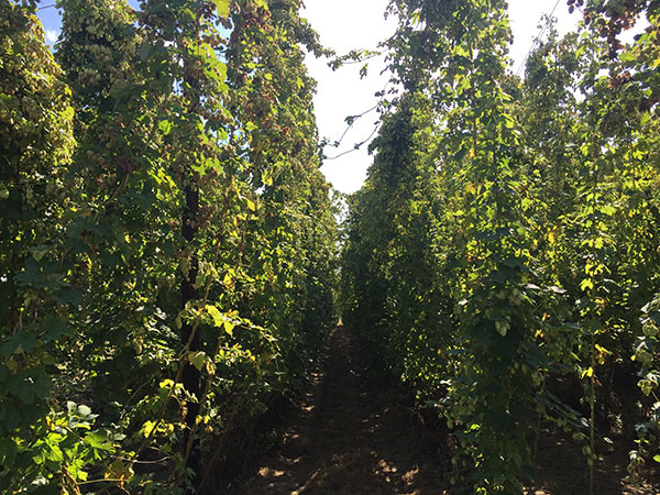 Hop Harvest 2016