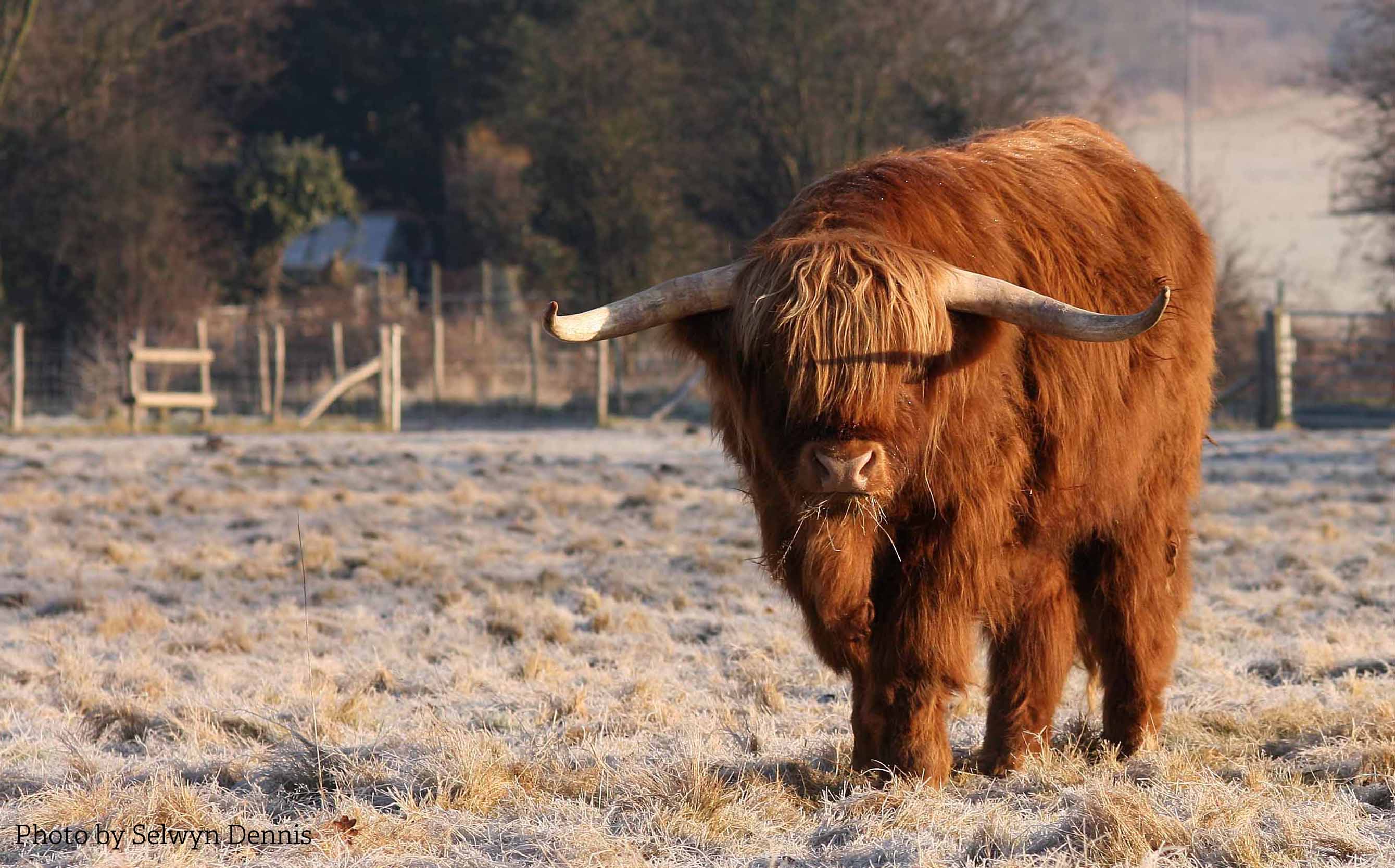 Highland in frost