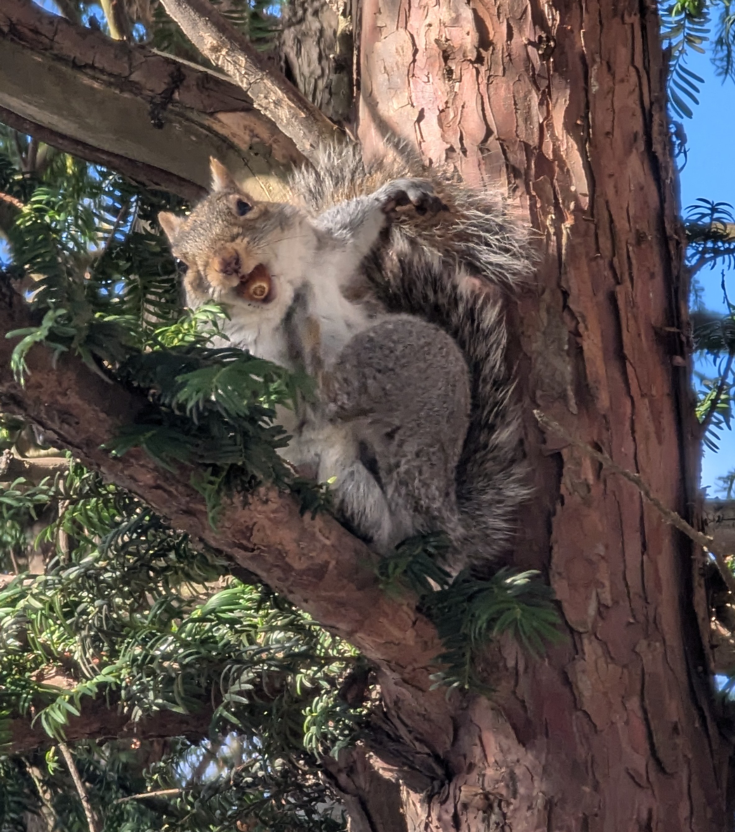 Runner up Sarah McBride's photo of a squirrel