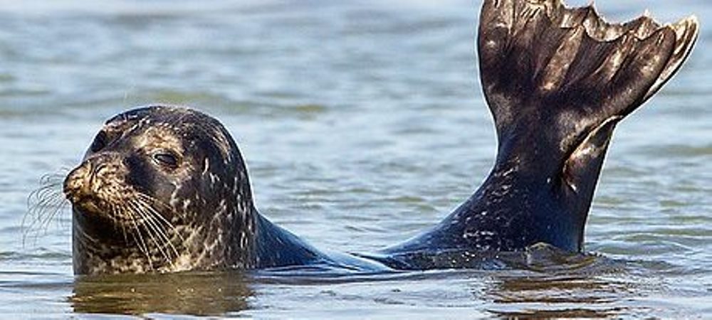 Dover Sea Safari Secret Seals