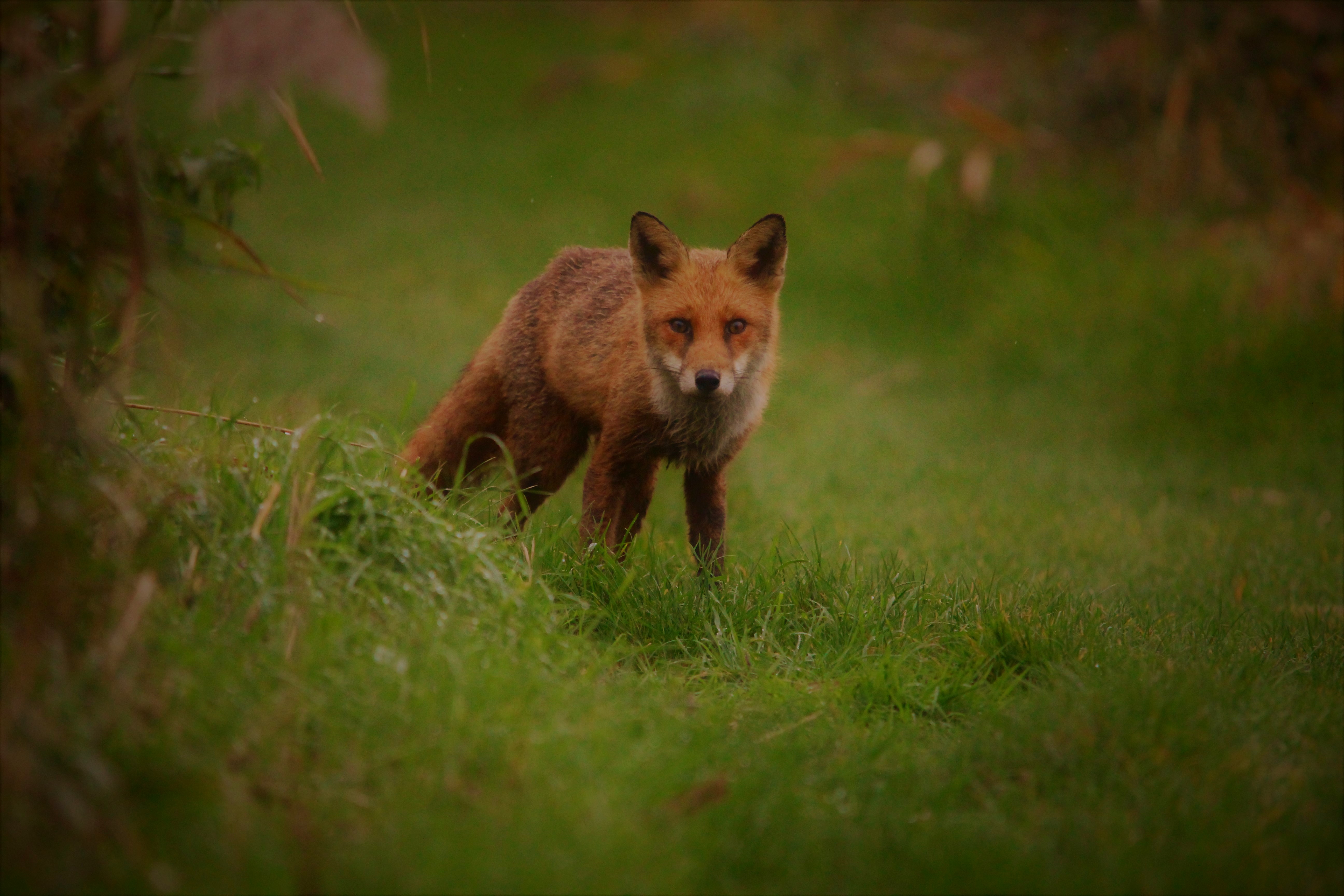 The winning image by Ollie Boughton taken at Stodmarsh Nature Reserve